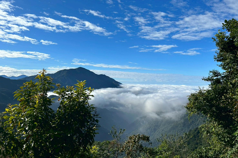 From Taichung/Kaohsiung/Chiayi/Alishan: Alishan Hidden Gems Join-in Tour (Start & End in Chiayi)