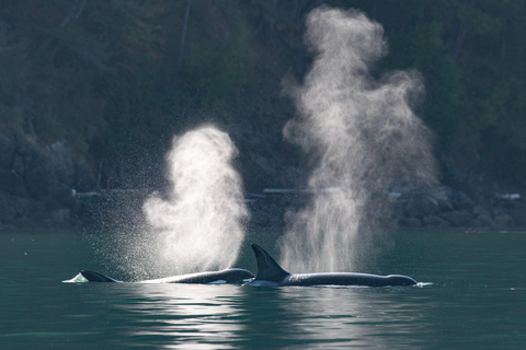 Vancouver: Excursión en zodiac para avistar ballenas desde Granville IslandVancouver: excursión en zodiac para avistar ballenas desde Granville Island