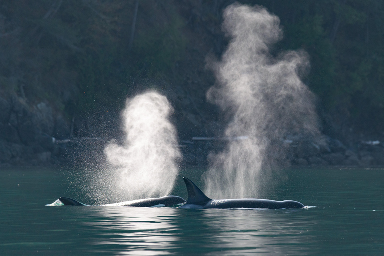 Vancouver: Excursión en zodiac para avistar ballenas desde Granville IslandVancouver: excursión en zodiac para avistar ballenas desde Granville Island