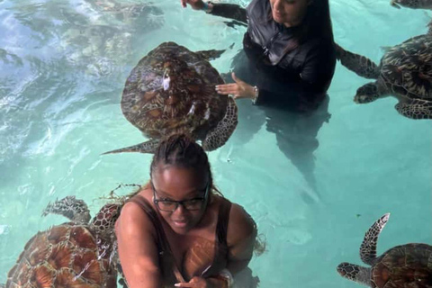 Zanzibar: Sea turtle Swim at Salam cave in Kizimkazi village Zanzibar: Swim with sanctuary Tortoise at salam and transfer