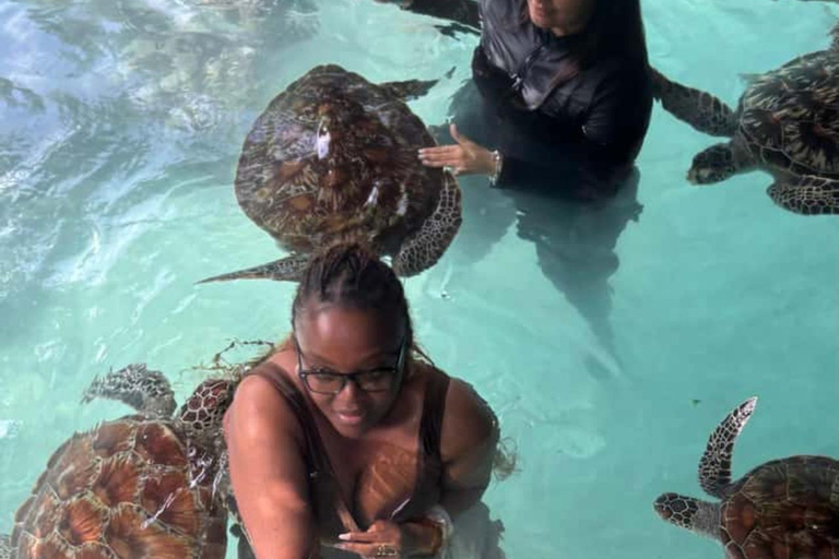 Zanzibar: Sea turtle Swim at Salam cave in Kizimkazi village Zanzibar: Swim with sanctuary Tortoise at salam and transfer