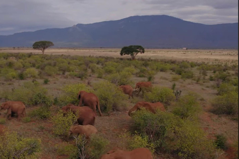 Quénia: Aventura de Safari de 1 dia com transferes