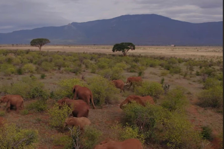 Kenya: 1-Day Safari Adventure with Transfers