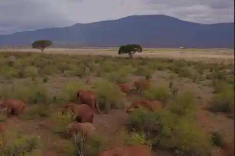 Kenya: 1-Day Safari Adventure with Transfers