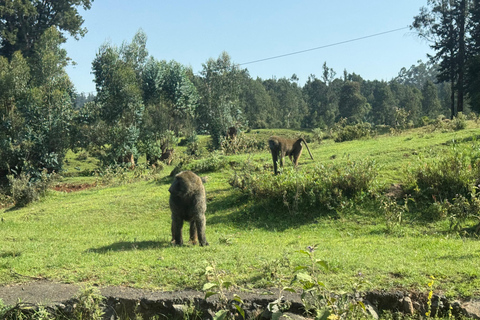 Addis Abeba: Tagestour in den Menagesha Suba Forest mit Guide