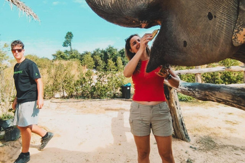 Rundtur i Kambodjas elefantreservat och Banteay Srey-templet