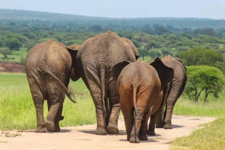 Arusha: Tagestour durch den Nationalpark mit Abholung vom Hotel