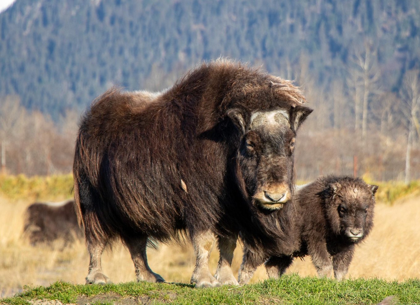 Alaska Wildlife Conservation Center: Adgangsbillet