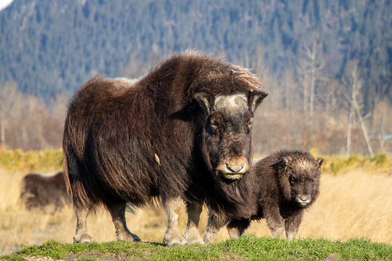 Centre de conservation de la faune de l'Alaska : billet d'entrée