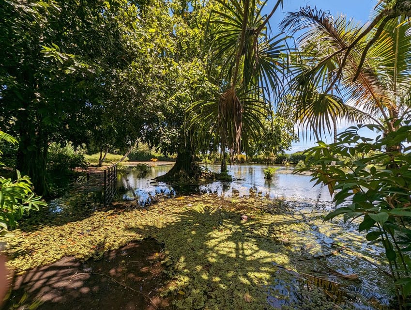 Tour privado de medio día por Tahití Naturaleza historia y cultura