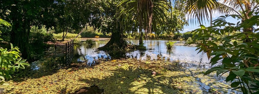 Visite privée d'une demi-journée à Tahiti. Nature, histoire et culture