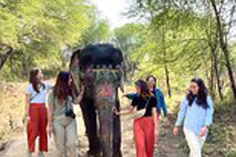 Elephant Sanctuary for Best elephant experience in JaipurJaipur: Elephant Sanctuary Entry Ticket with Transfers