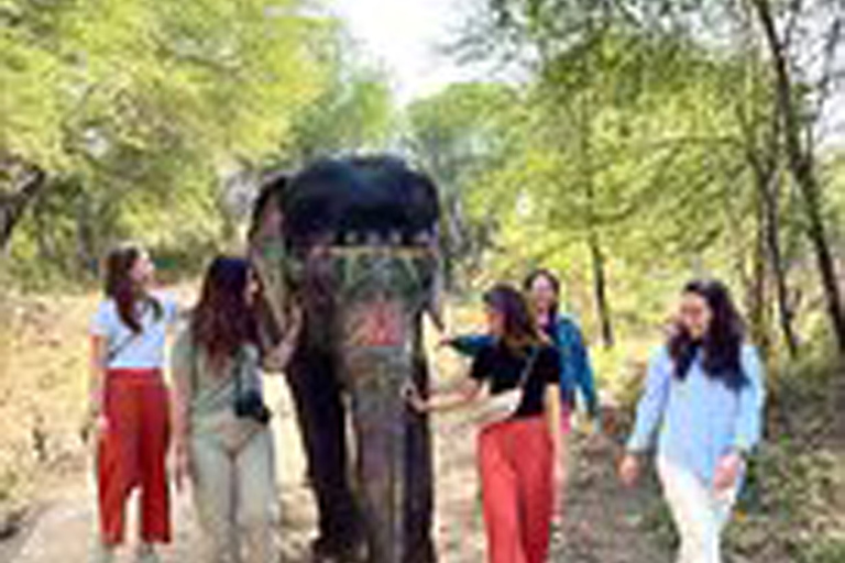 Elephant Sanctuary for Best elephant experience in JaipurJaipur: Elephant Sanctuary Entry Ticket with Transfers