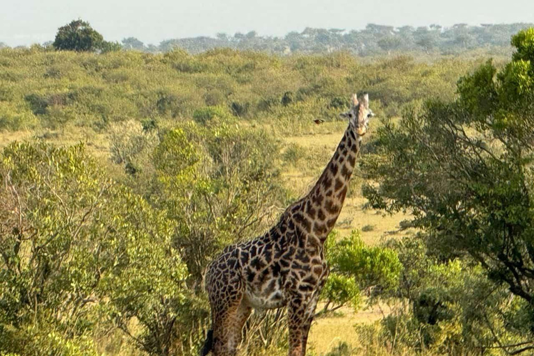 Mombaça: safári noturno no Parque Nacional de Tsavo East