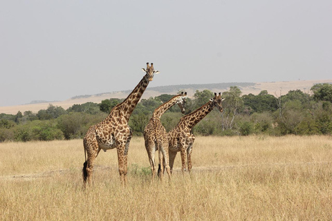 Nairobi;Nairobi National Park, Baby Elephant& Giraffe Center Nairobi National Park,Baby Elephant& Giraffe Center