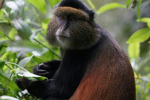 4-Day Gorillas and Golden Monkeys Safari Rwanda to Uganda