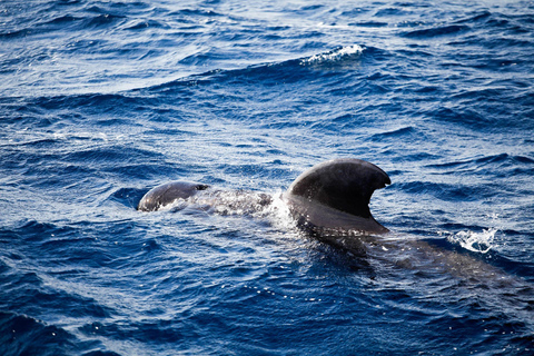 Key Largo: Marine Eco Tour with Swimming & Sandbar