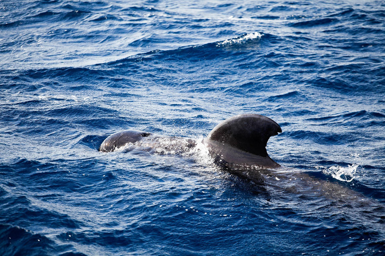 Key Largo: Marine Eco Tour with Swimming & Sandbar