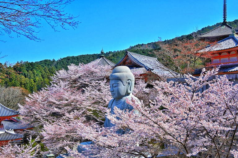 Cherry Blossom Buddha and Mt.Yoshino Tour From Osaka