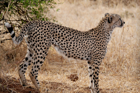 2-Day Semi-Luxury Safari From Zanzibar For Honeymooners.