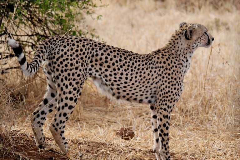 2-Day Semi-Luxury Safari From Zanzibar For Honeymooners.