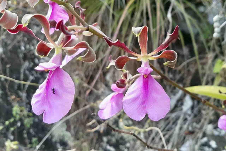Panamá: Excursión a la Isla de los Monos, el Santuario de los Perezosos y el Lago Gatún