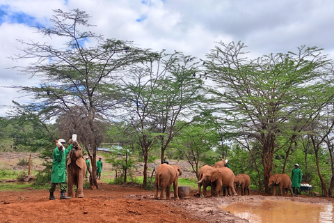 Parque Nacional de Nairóbi Orfanato de bebês elefantes Centro de girafas