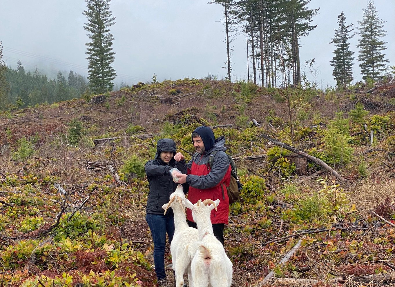 Gede-vandretur på Maple Heart Ranch