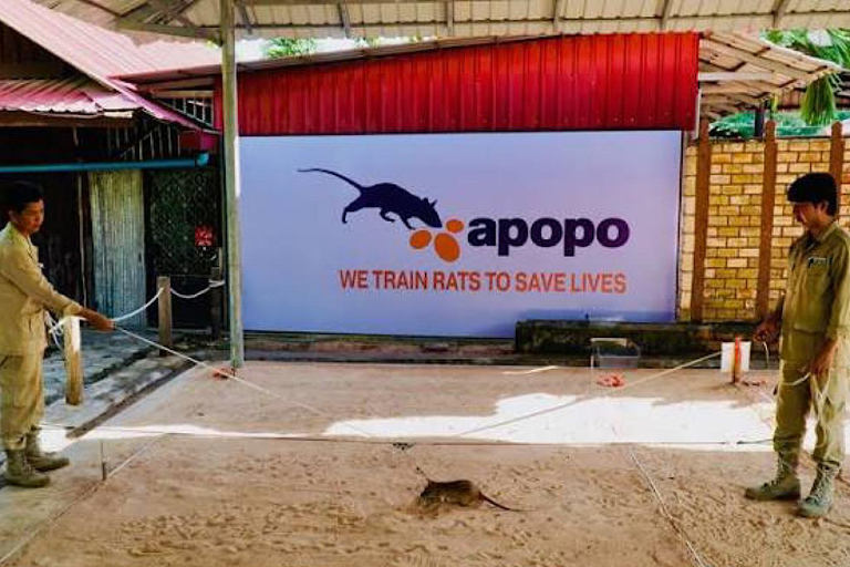 Siem Reap: APOPO, Killing Fields, Wat Bo & Wat Preah Enkosei Private Tour by Tuk-Tuk & Licensed Guide
