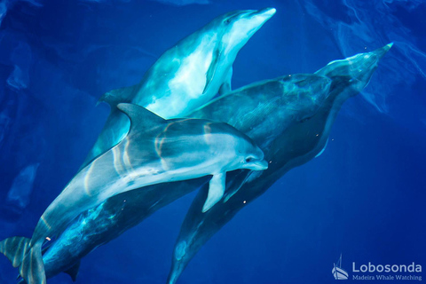 Calheta: Respectful Ocean Wildlife Experience by RIB