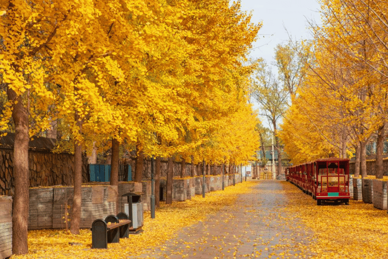 Peking: Eintrittskarte für den Park der alten Sommerpalastruinen