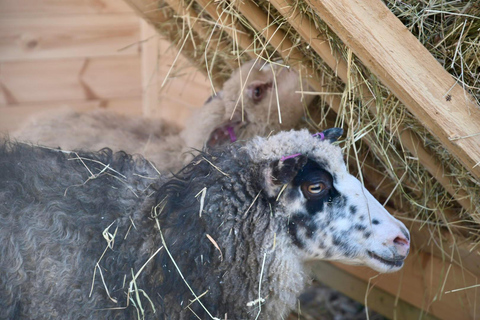 IVALO: Experience Farm Visit | small group