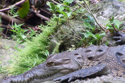 Uvita: Corcovado National Park Guided Hike with Lunch