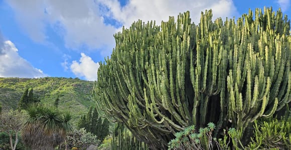 Las Palmas: Botanic Garden Tour with Bandama Caldera Option