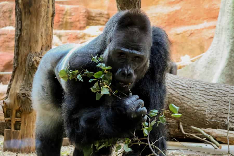 Prager Zoo: Ticket ohne Anstehen Einlass ohne Anstehen. Foto: GetYourGuide Prager Zoo: Ticket ohne Anstehen Einlass ohne Anstehen. Foto: GetYourGuide