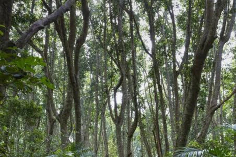 Zanzibar: Jozani Forest, Salaam Cave & Mtende Beach Tour Private Tour With Transfer But Entry Fees are not Included