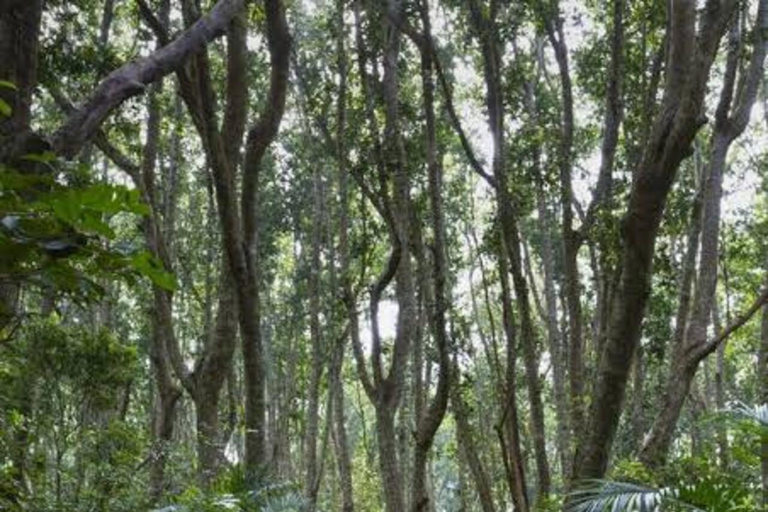 Zanzibar: Jozani Forest, Salaam Cave & Mtende Beach Tour Private Tour With Transfer But Entry Fees are not Included