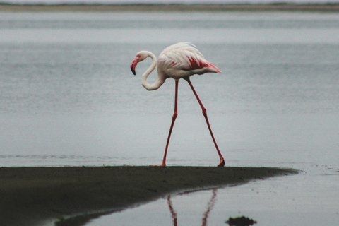 04 Days Swakopmund and Sossusvlei Guided Tour