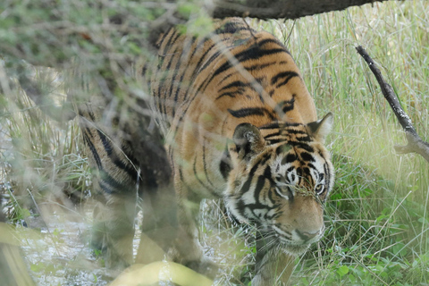 Delhi: wycieczka 1-dniowa z lunchem do rezerwatu tygrysów Sariska