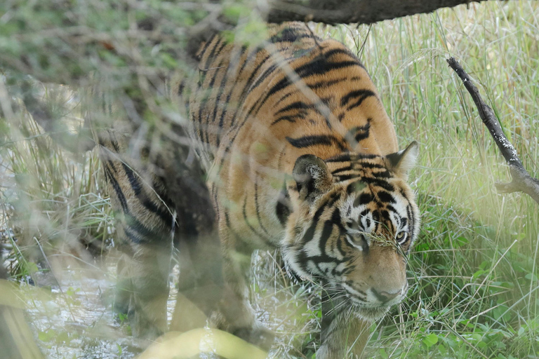Delhi: wycieczka 1-dniowa z lunchem do rezerwatu tygrysów Sariska