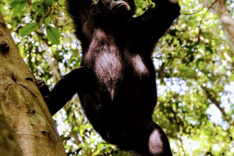 10 Días Gorila, chimpancés, safari en coche por UgandaRecorrido económico