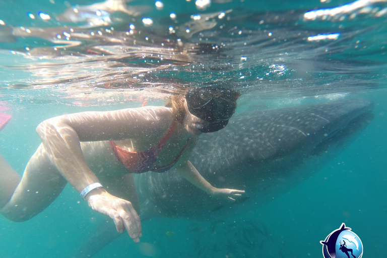 Whale Shark Experience