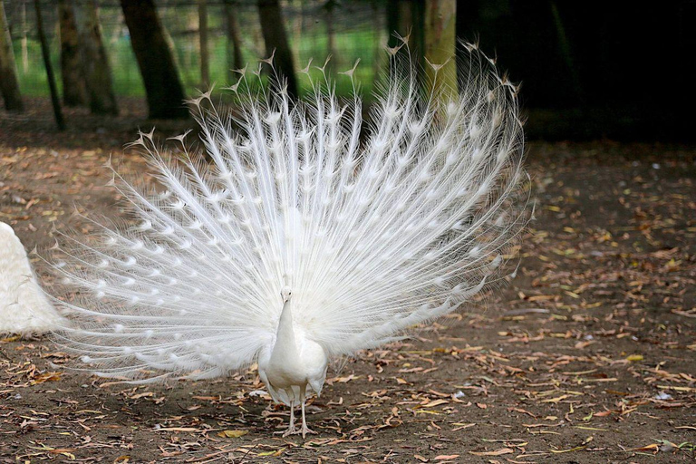 From Batumi: Georgian Amazon & Kolkheti Park Tour