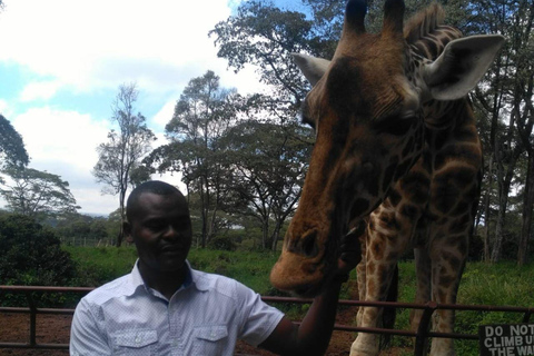 PARQUE DE NAIRÓBI, ORFANATO DE ELEFANTES, EXCURSÃO DE UM DIA AO CENTRO DE GIRAFAS.