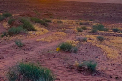 Wadi Rum: Half-Day Jeep Tour with Bedouin Guide
