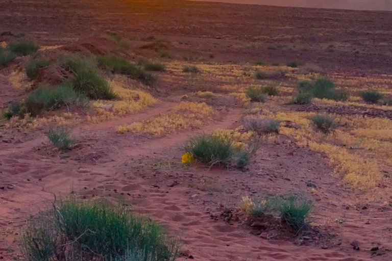 Wadi Rum: tour de medio día en jeep con guía beduino