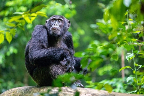 8-daagse gorilla's-chimpansees en Big Five-ervaring