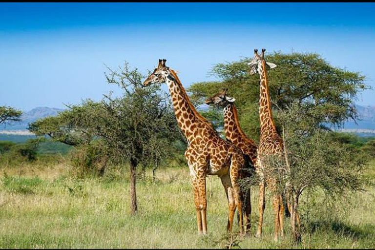 From Nairobi: Lake Nakuru National Park Safari Tour Landcruiser price