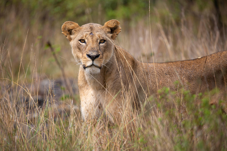 Nairobi: National Park Guided Game Drive Nairobi National Park Private Game Drive