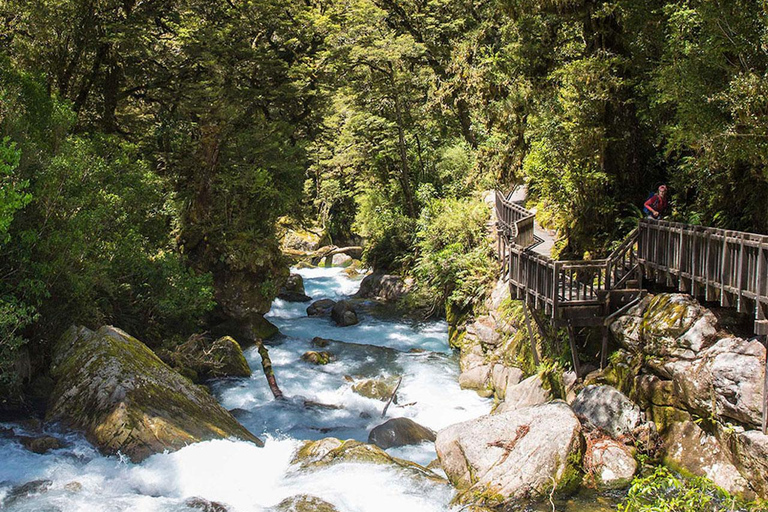 Te Anau: Lake Marian Guided Day Hike with Lunch